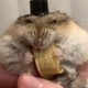 Mr.Hamster