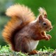 squirrel_shop