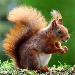 squirrel_shop