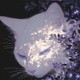 Kito