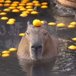 Capibara3