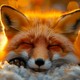 foxyqqq