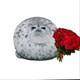Sealshop