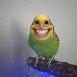 ScaryParrot