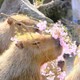 capybaraaa
