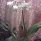 Rerer0980