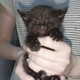 Meowo
