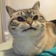 Cats_Shop