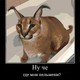 FloppaTheCatYT