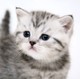 PavellCat
