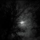 Darkstarnok