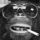 MonkeySH0P