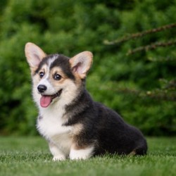 CORGIpay