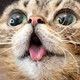 lollikechebureks