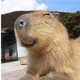 CAPYBARA09696