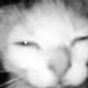 Kitokat