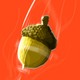 HotAacorn