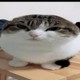 Cattyes