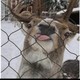 ZOOBI