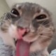 Whiskasss