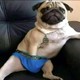 MrMops