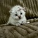 Twix_21