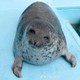 TheWalrus