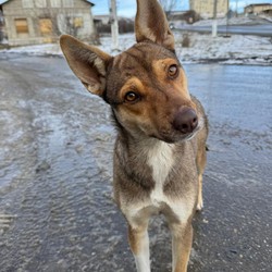 Artemchik