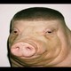 pidrila456565655